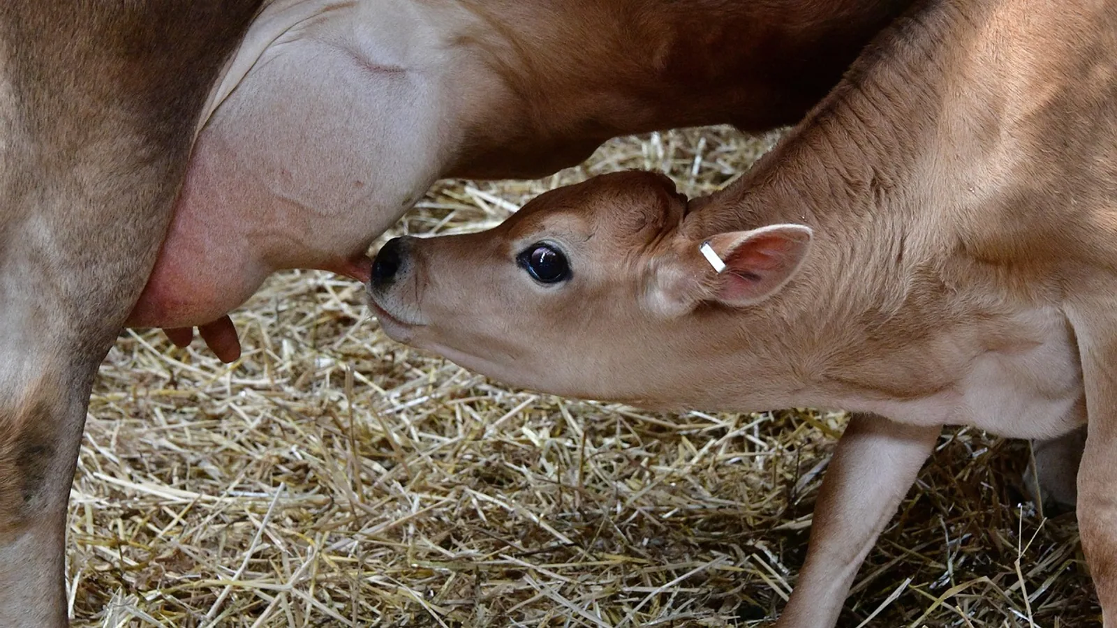 Colostrum for Calves: How Much, How Fast and How to Check It