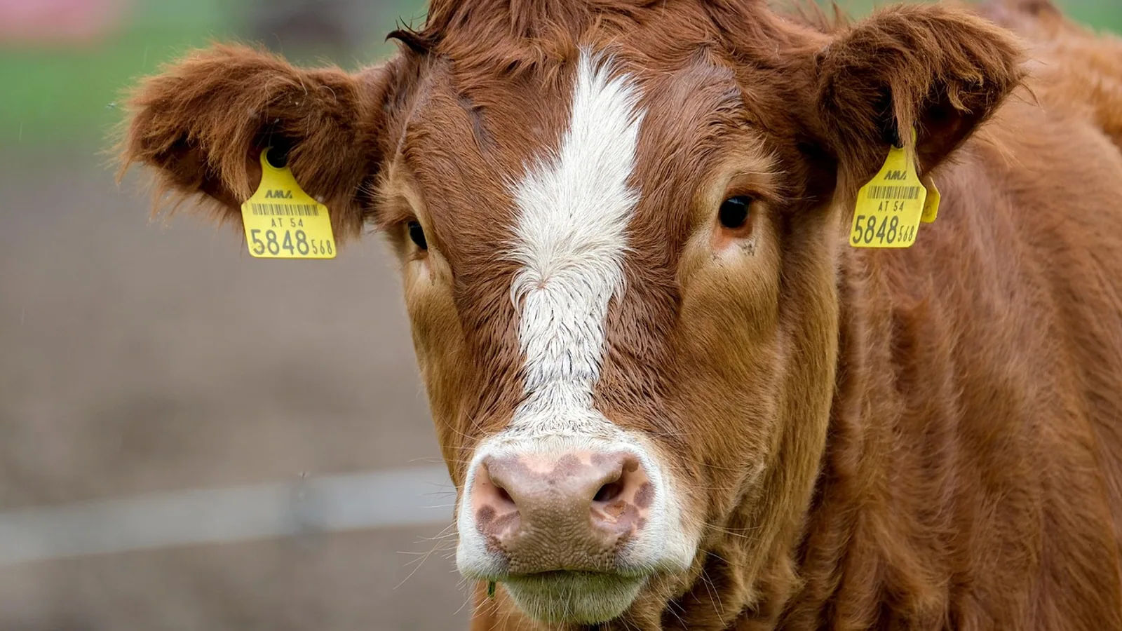 Calf Scours Electrolytes: When and How to Treat at Home
