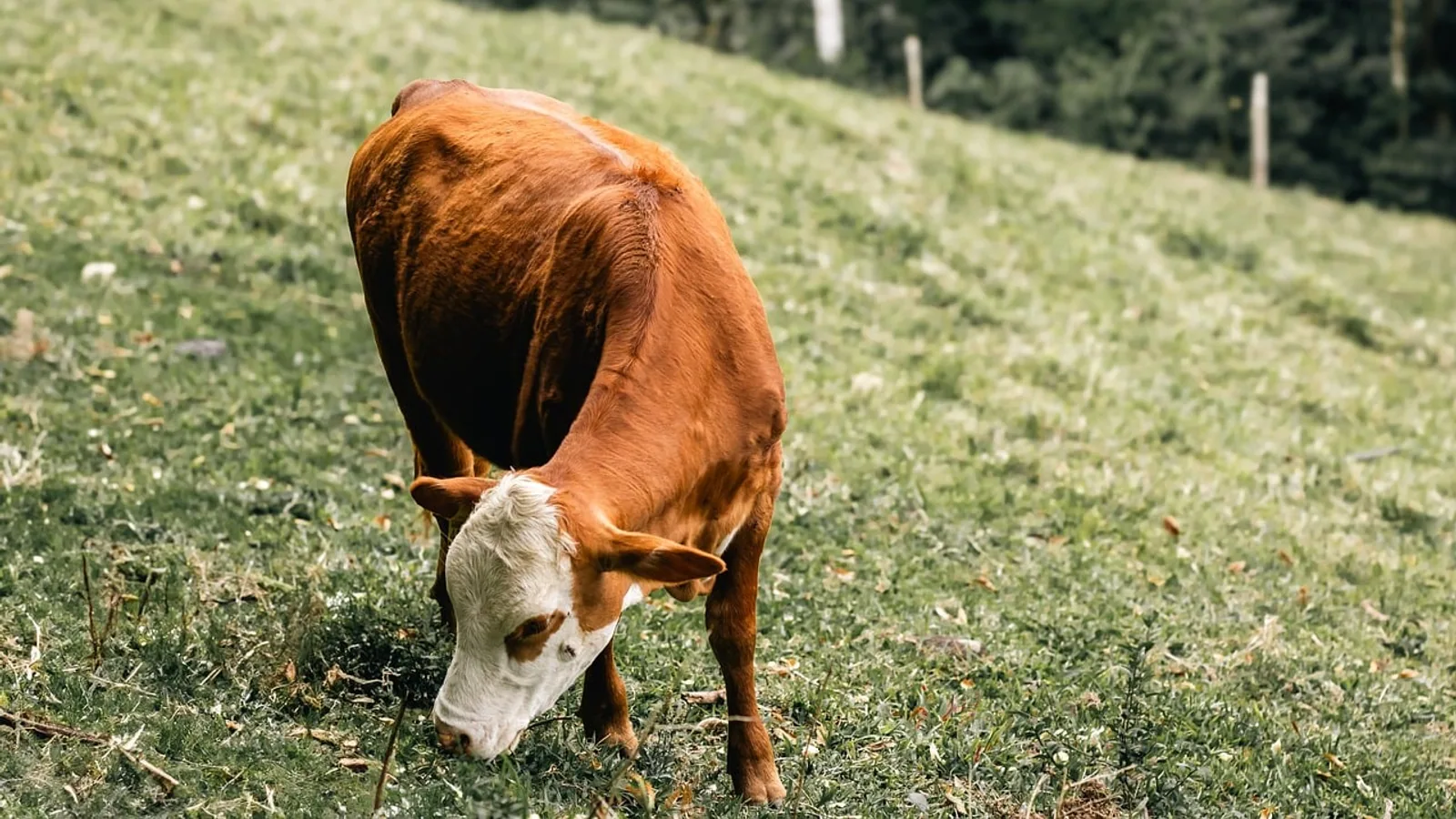 What Do Cows Eat? Pasture, Hay, Grain and Minerals