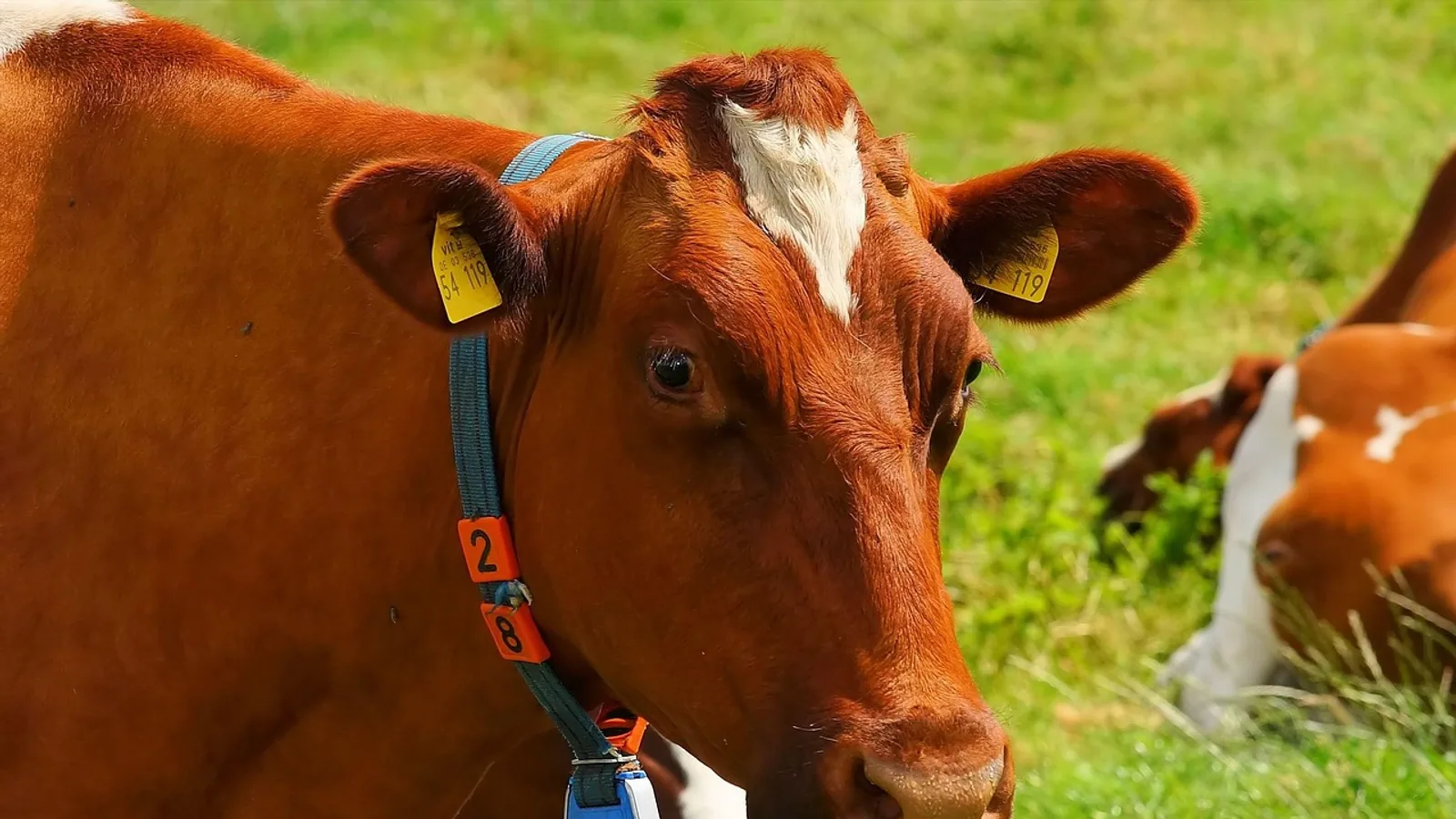 Foot and Mouth Disease in Cattle: Signs and Control