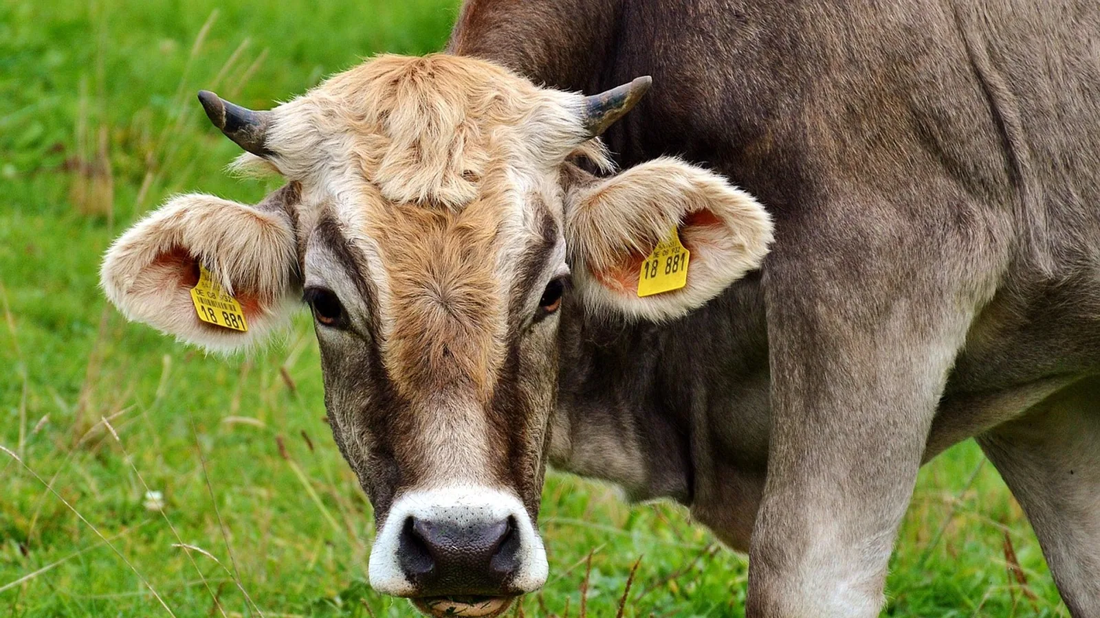 Ruminant Animal Definition: Digestive Anatomy