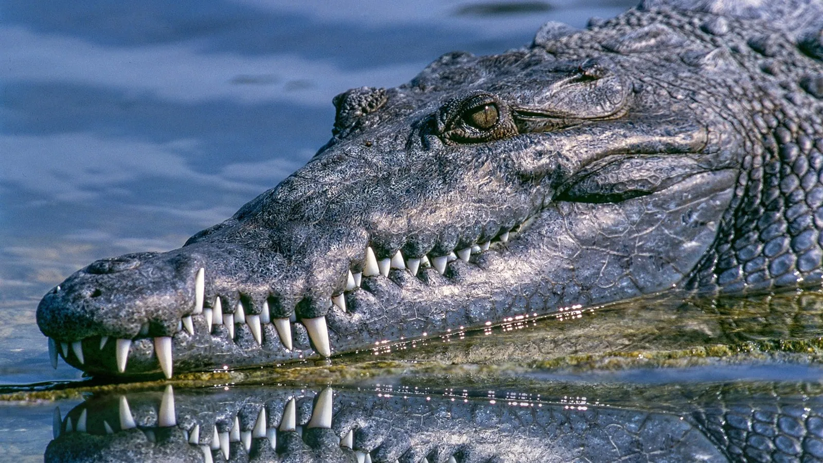 Incisor Teeth: Anatomy, Function, and Species Comparison