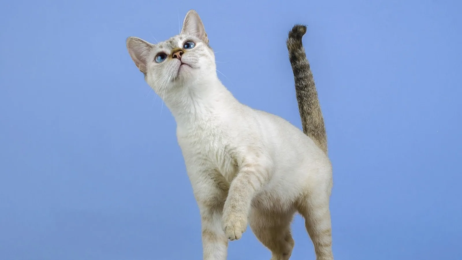 Cross-Eyed Cat: Causes, When It's Normal, and Care