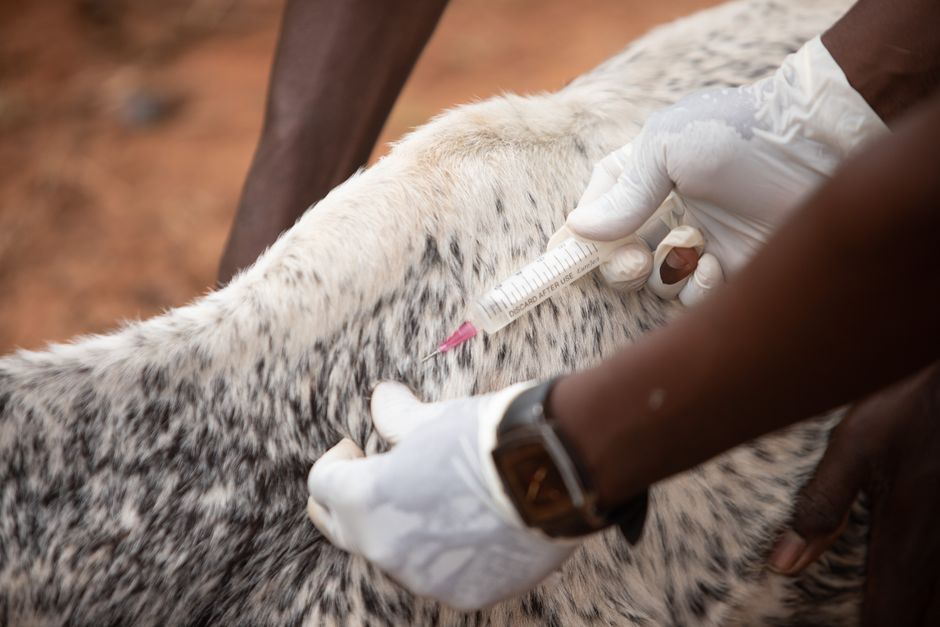 Veterinary Management: Running a Successful Practice