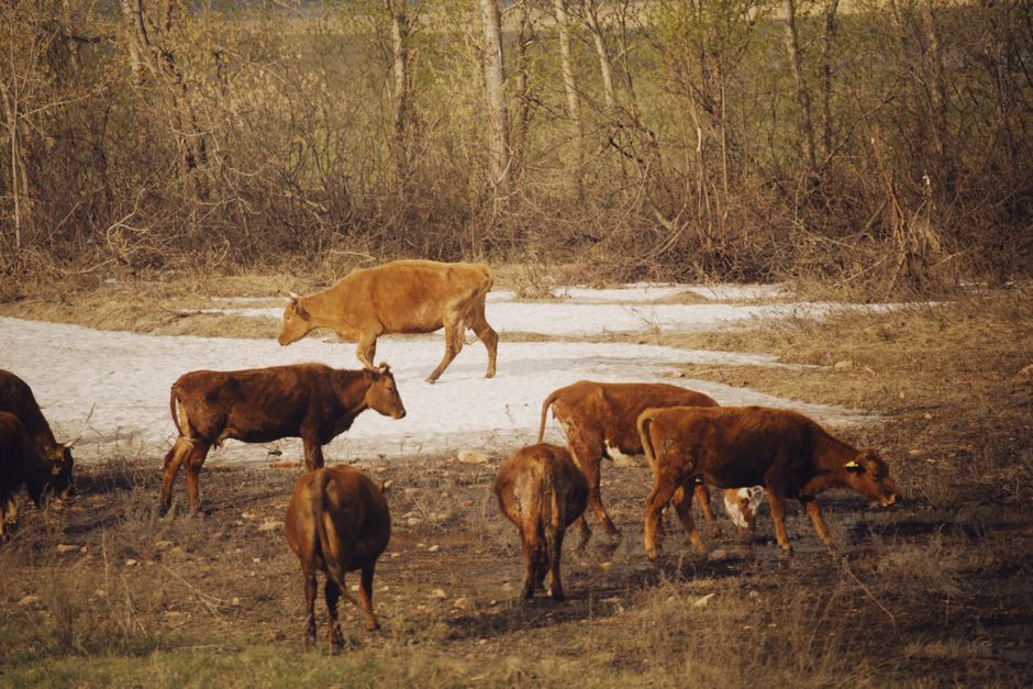 Cattle Grazing Systems: Rotational vs Continuous