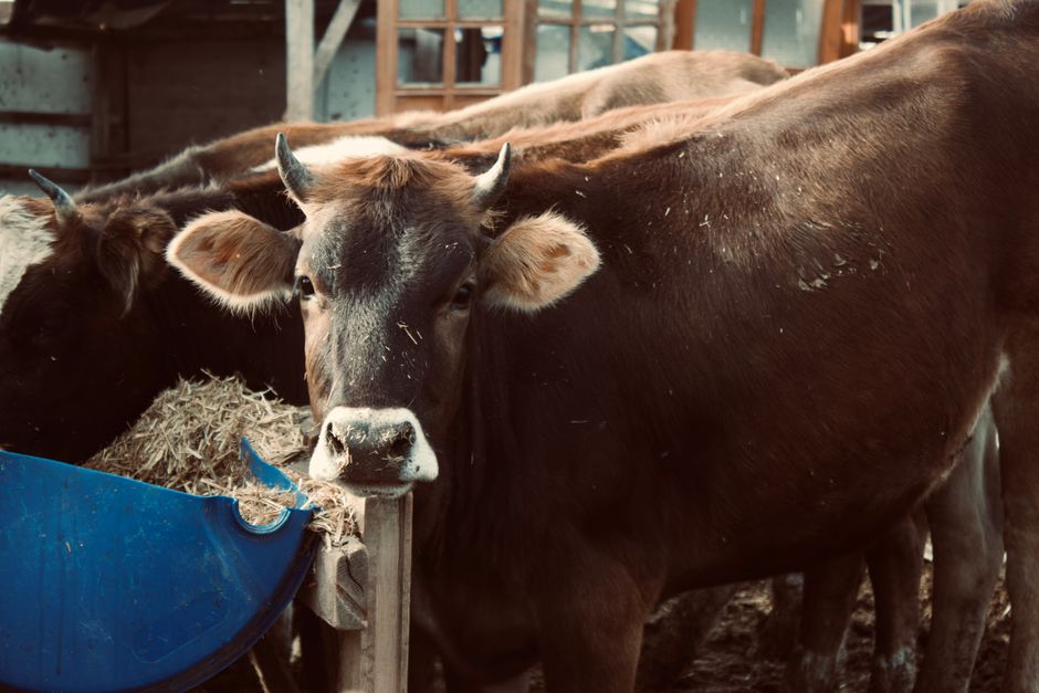 Farm Record Keeping Systems: Choosing Between Apps, Software, and Spreadsheets