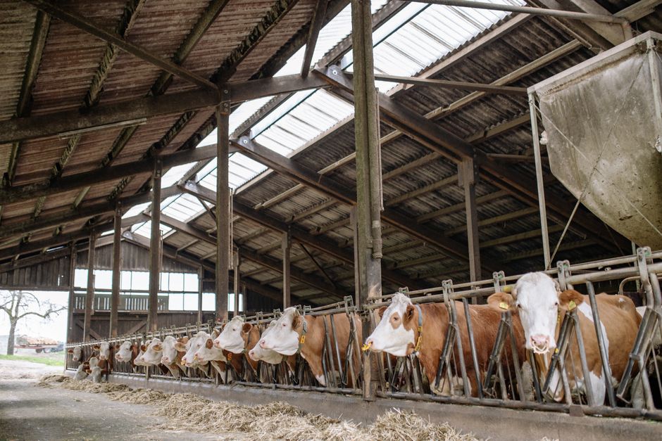 Dairy Farm Management Software: Features and Selection Guide