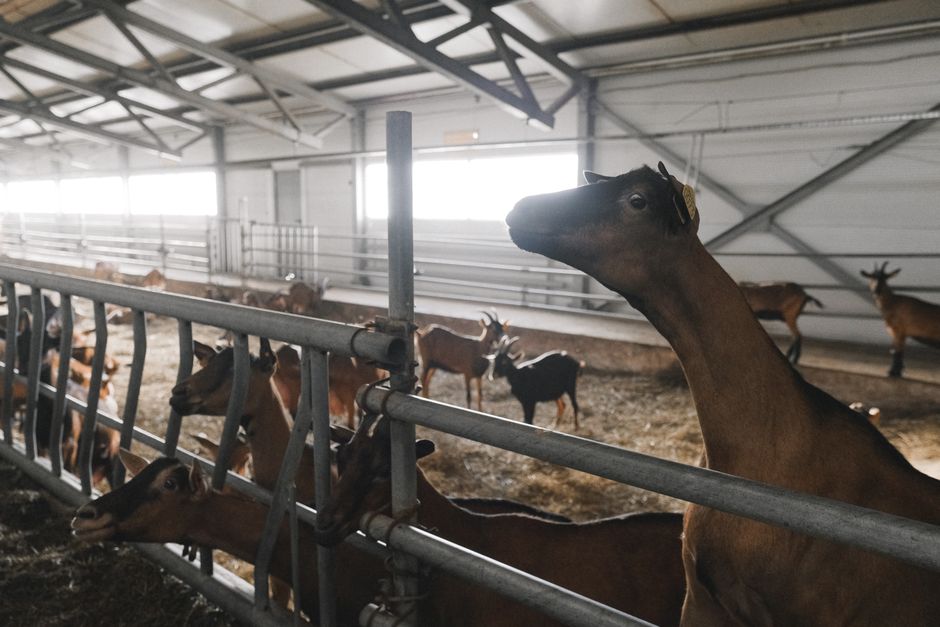 Goat Kidding Interval: Optimizing Reproductive Efficiency