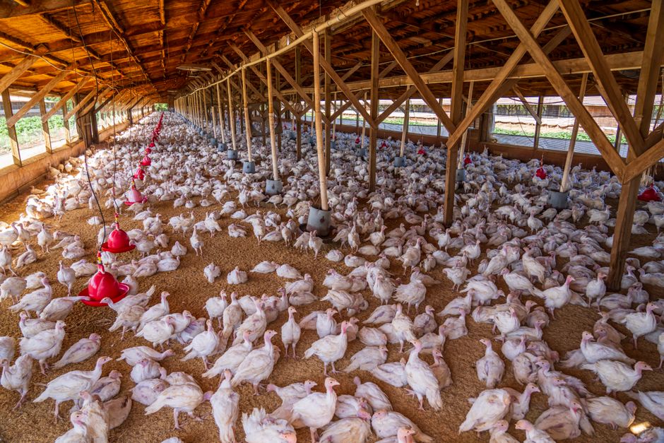 Poultry Welfare Assessment: Protocols and Practical Implementation