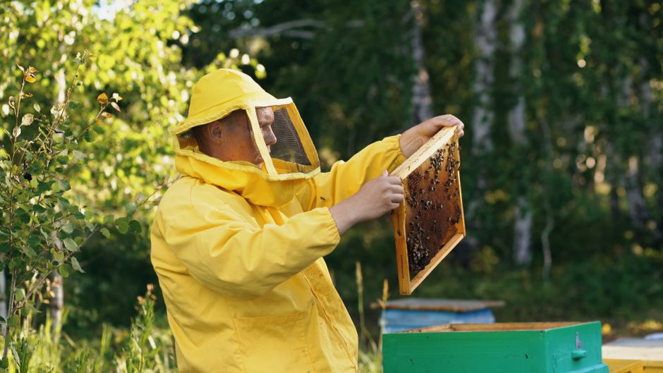 Beekeeping for Beginners: Hive Types and Seasonal Planning