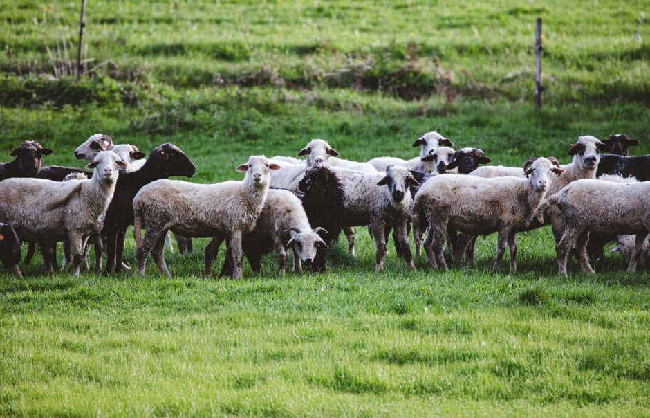 Raising Sheep: A Beginner's Guide to Getting Started