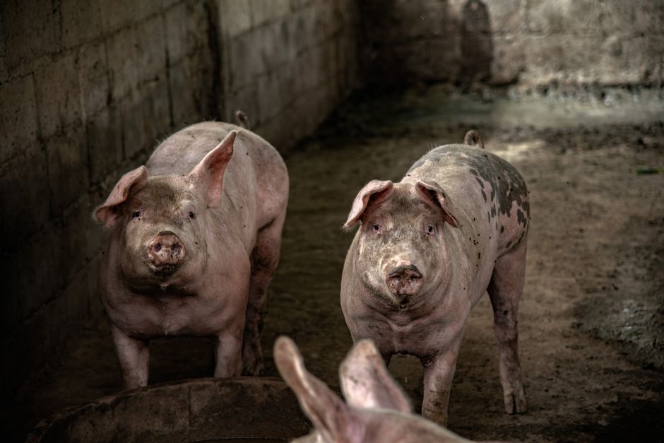 Swine Herd Management: Data-Driven Approaches for Productivity