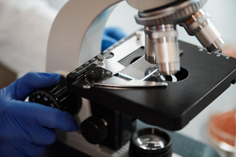 Plant Cells Through a Microscope: Observing Chloroplasts and Cell Walls