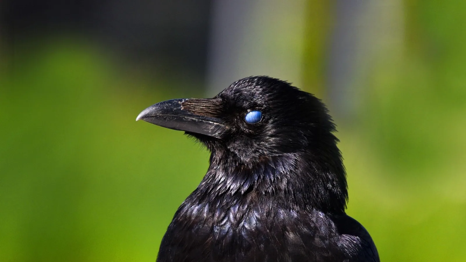 Nictitating Membrane (Third Eyelid): Anatomy & Care