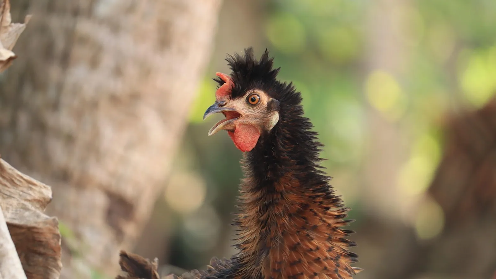 Cuckoo Maran Chicken: Eggs, Temperament, Care