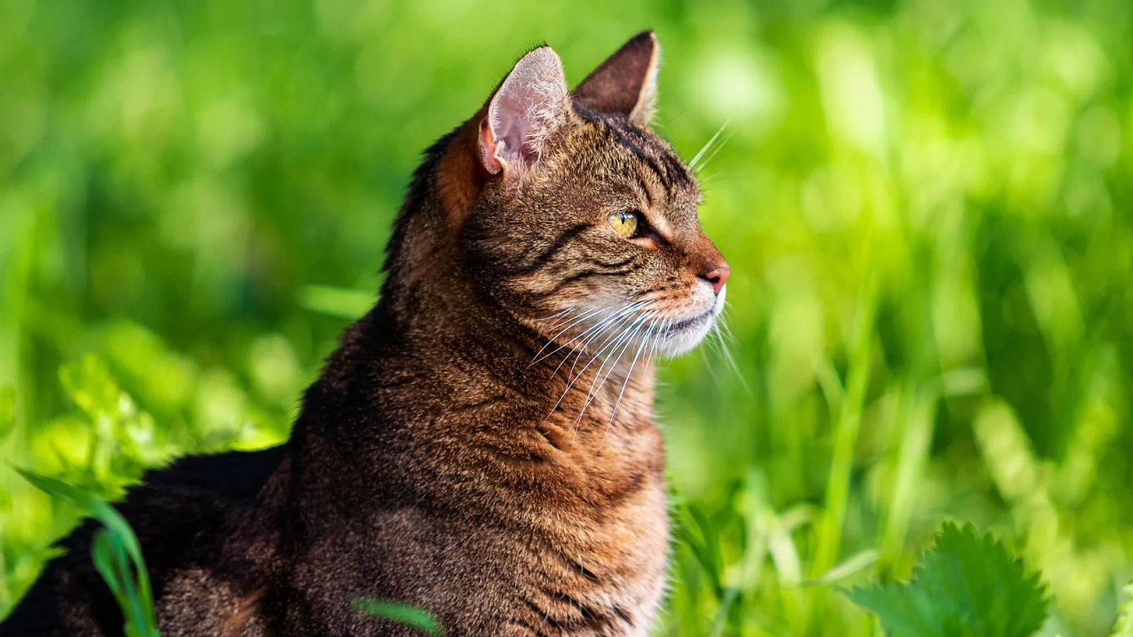 Grey Tabby Cat: Coat Genetics and Care Guide