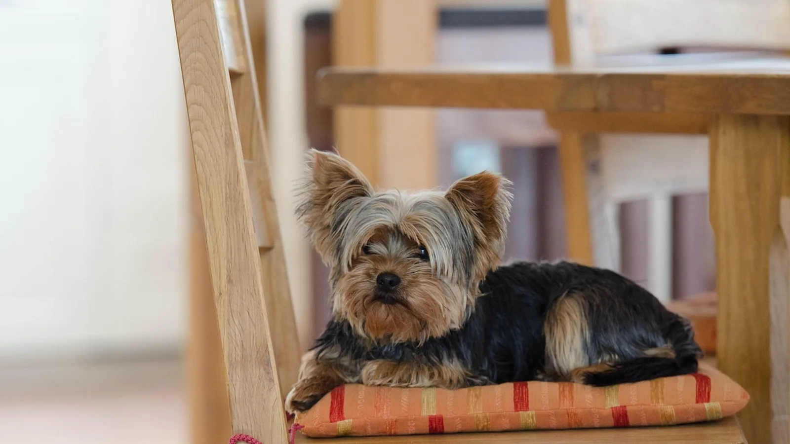 Yorkie Dog Breed Guide: Traits, Care, and Health