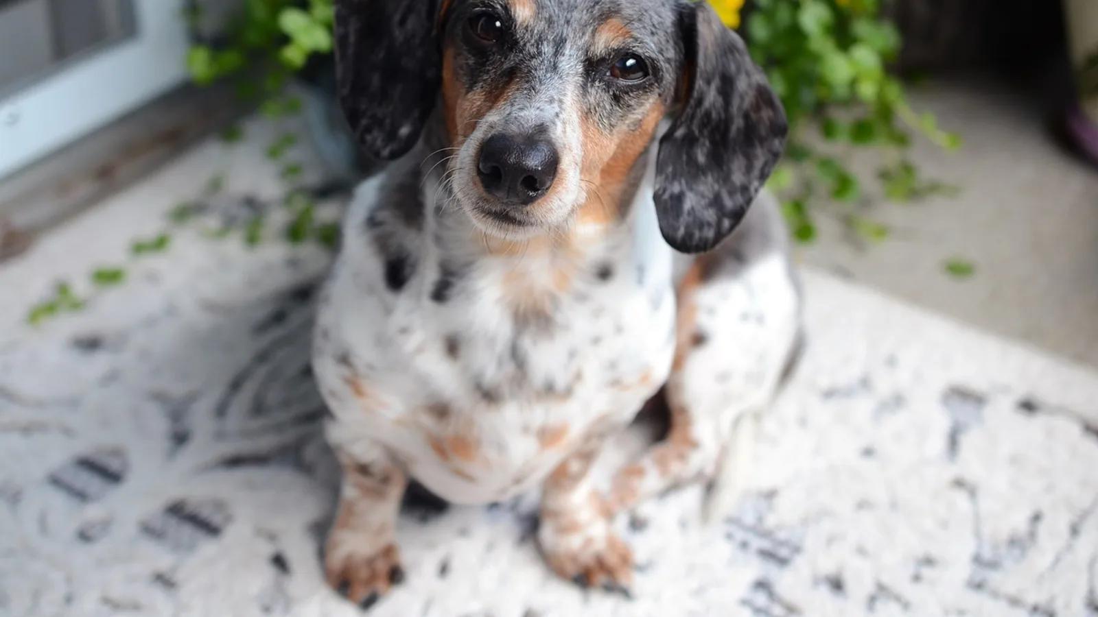 Dachshund (Dotson) Dog: Breed Health Guide