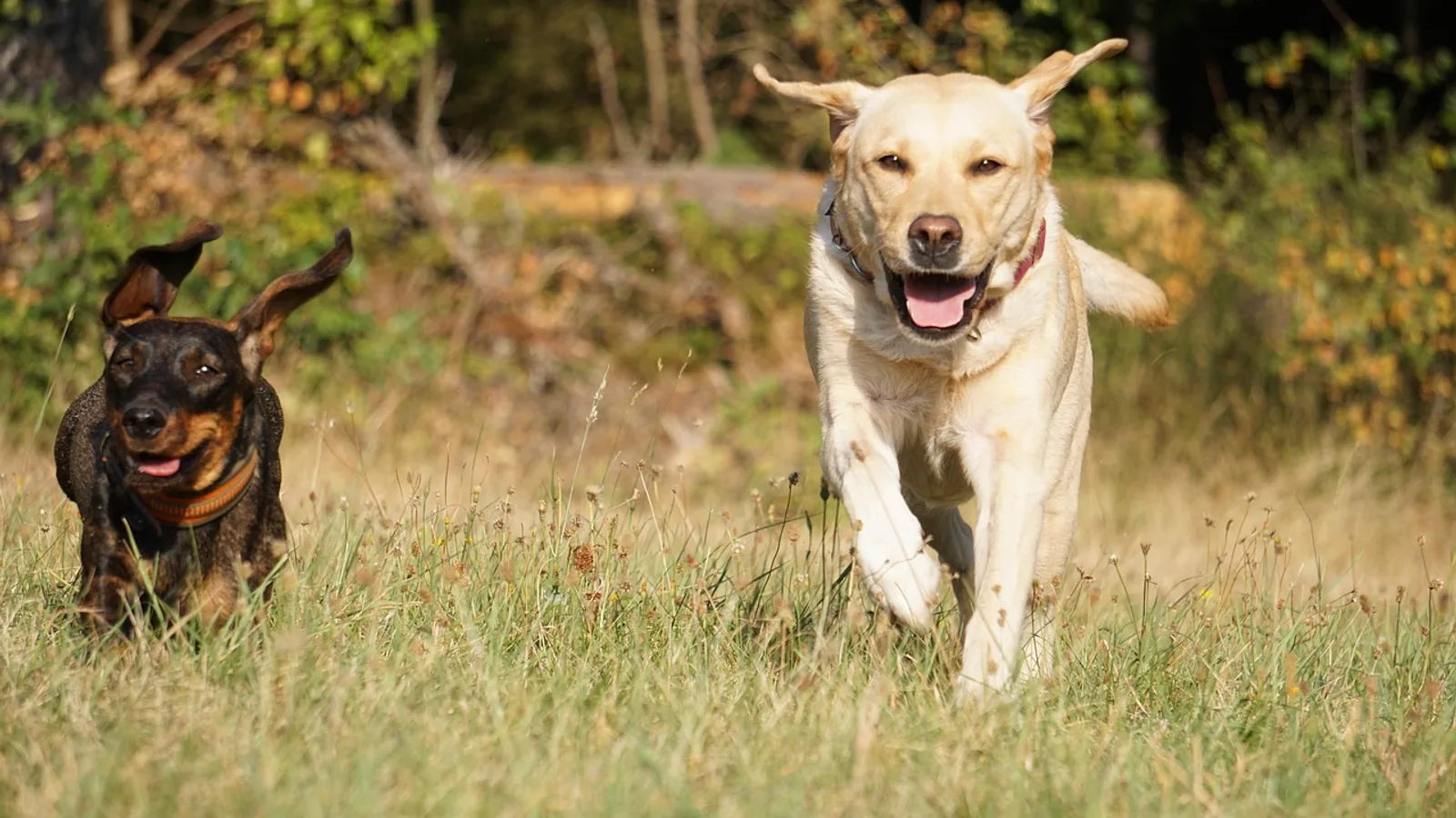 Dachshund Golden Retriever Mix Guide