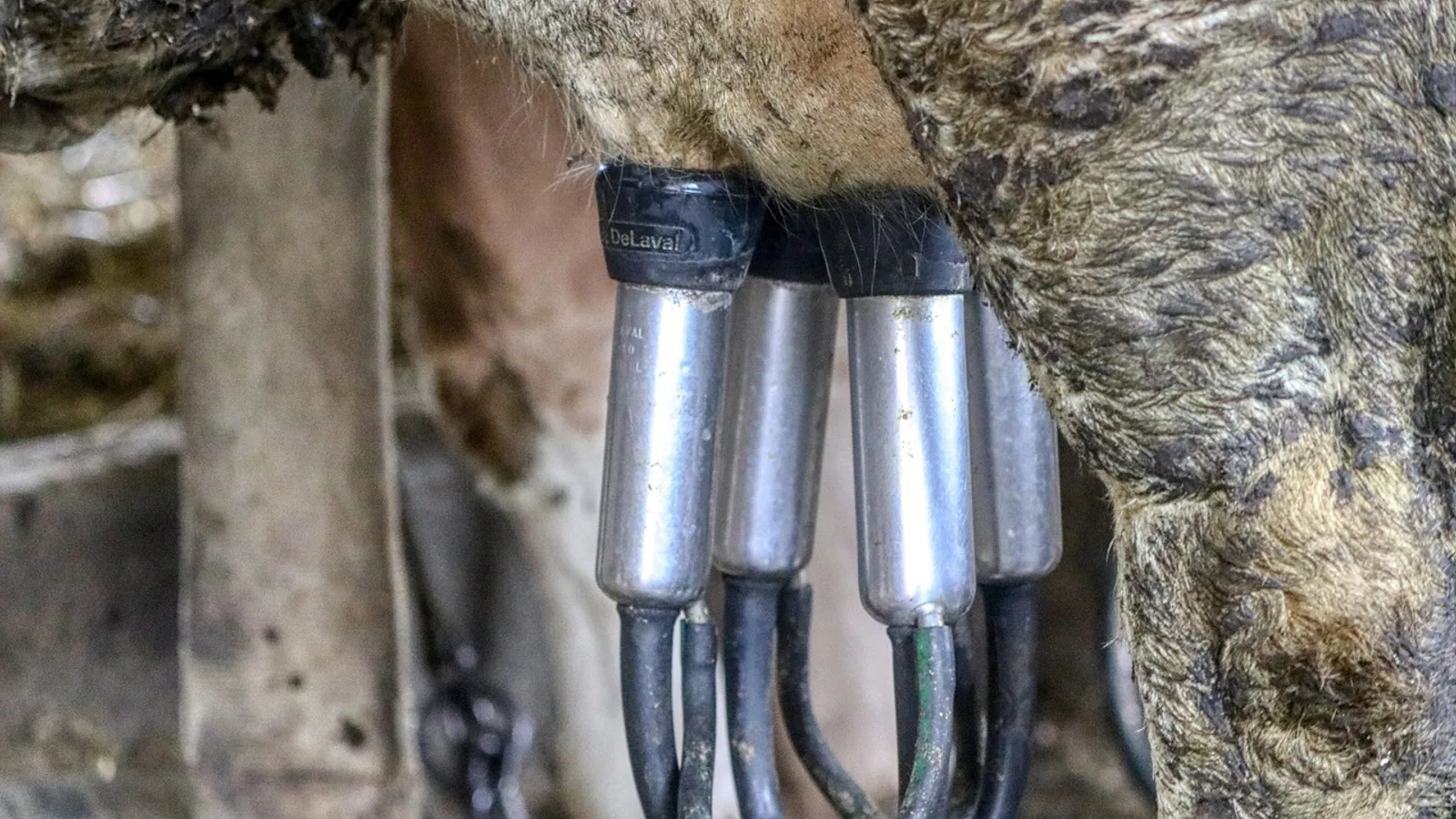 How Much Milk Does a Cow Produce a Day?