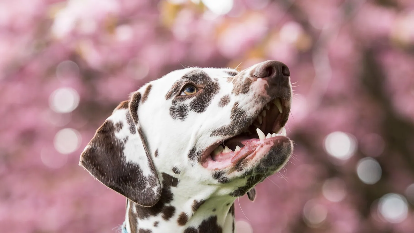 Dark Patches on Dog Skin: Causes and When to Worry