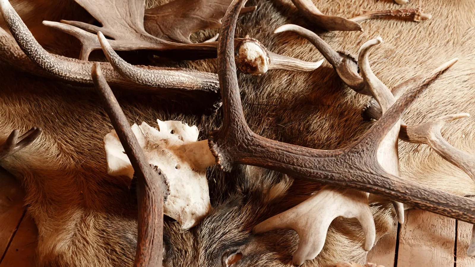 Animal Skulls: Comparative Anatomy and Identification