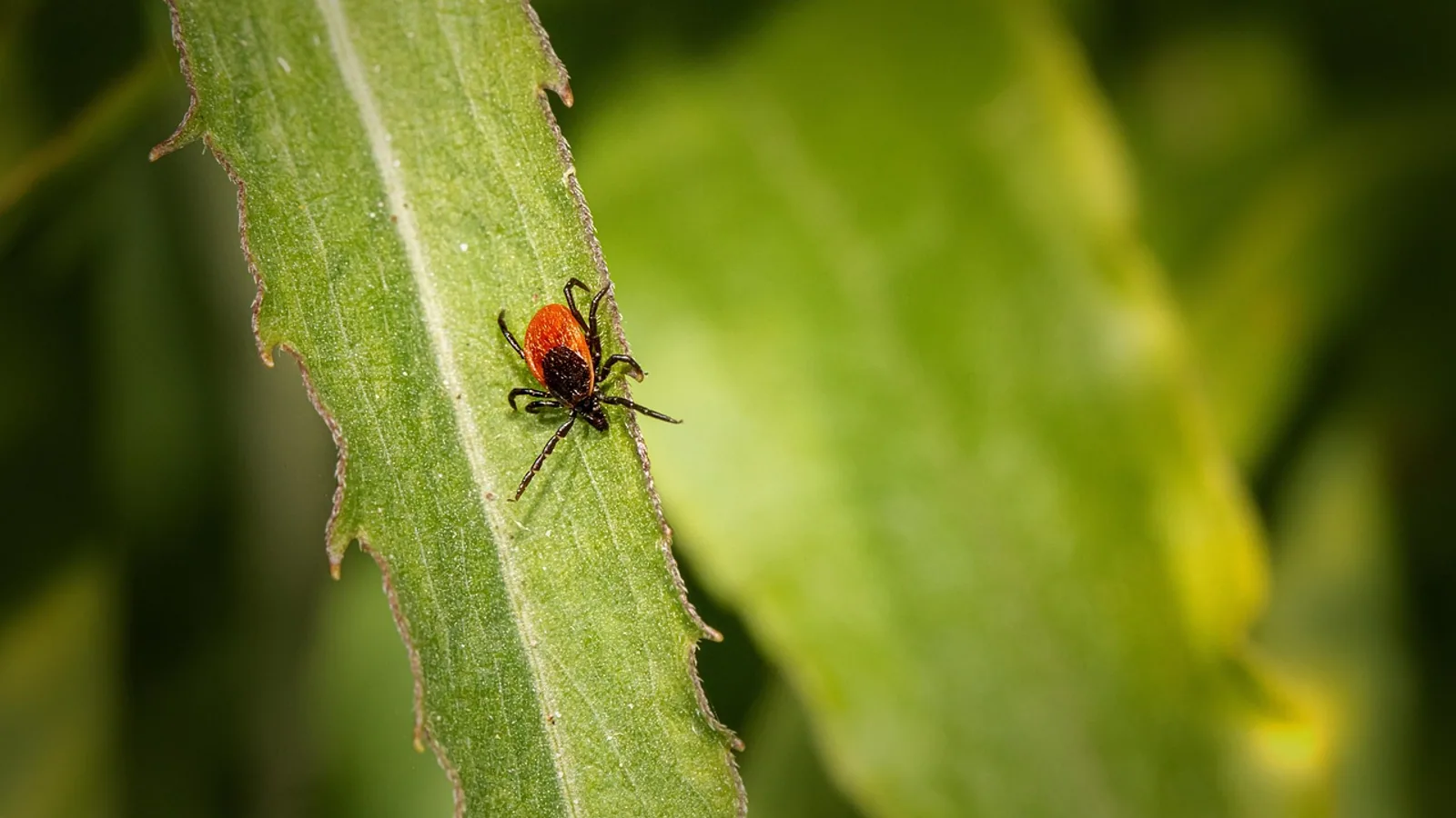 Deer Tick vs Dog Tick: How to Tell Them Apart