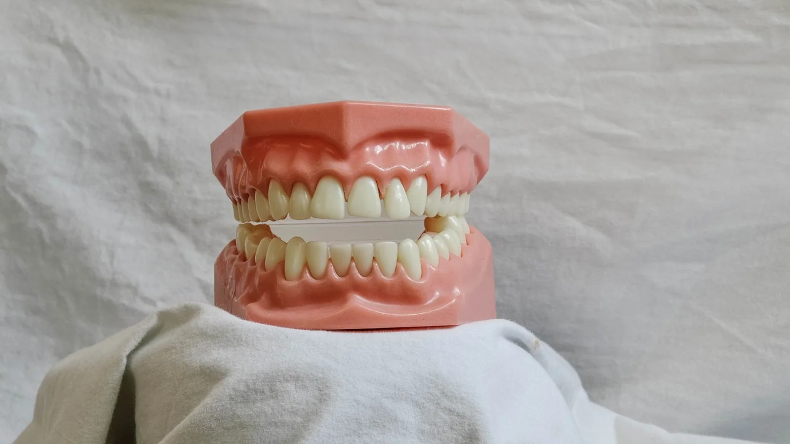 Molar Tooth Anatomy: Structure and Function