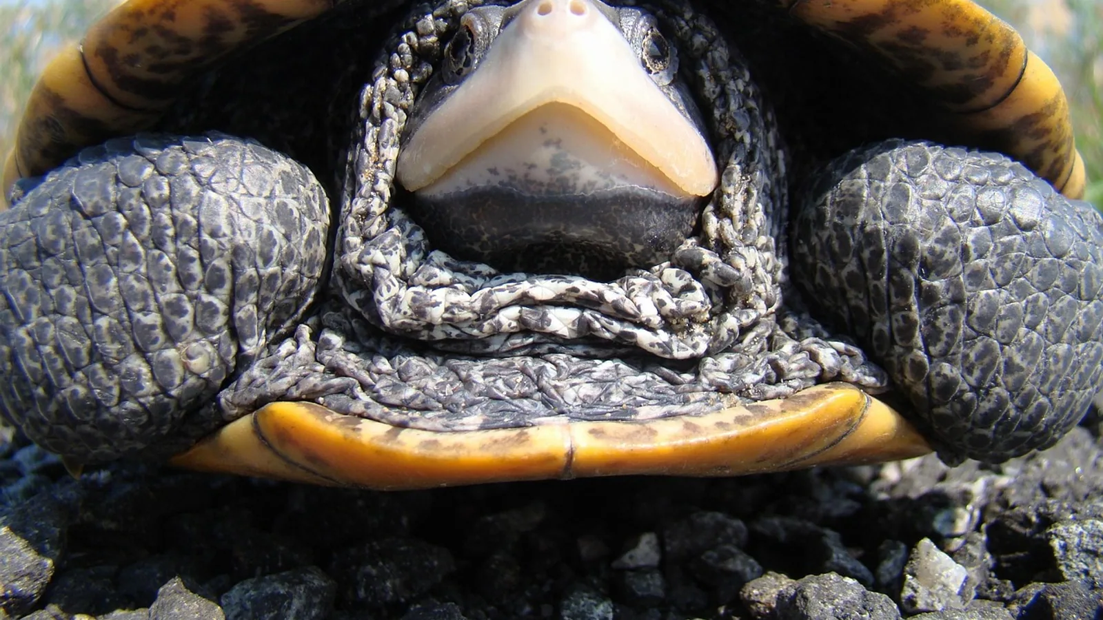 Diamondback Terrapin: Care, Habitat, and Diet