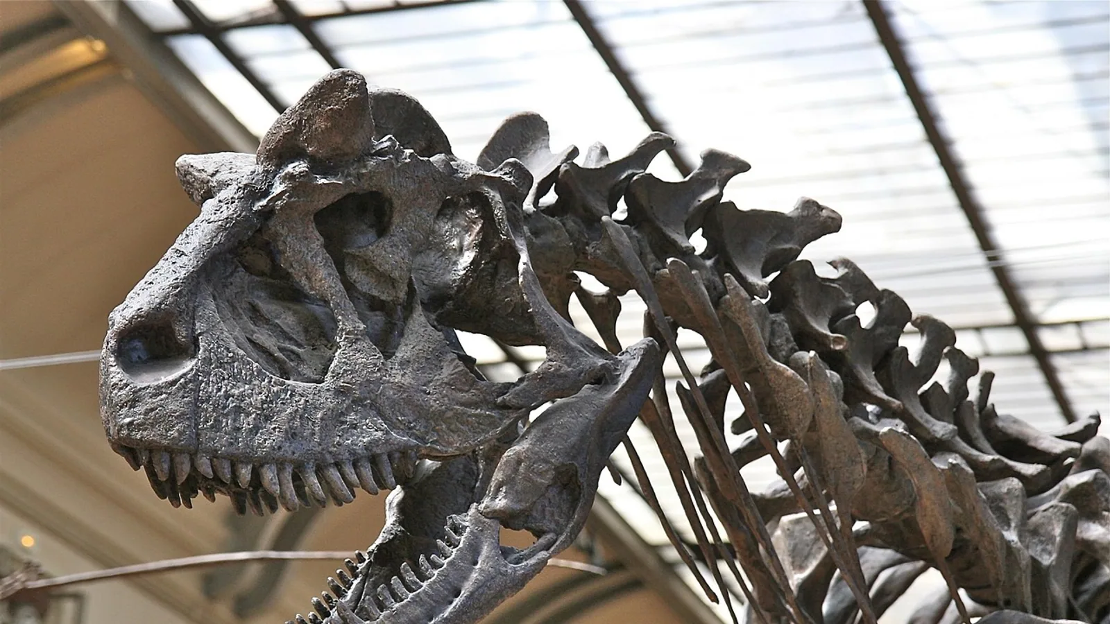 Vomer Bone: Anatomy Across Vertebrates