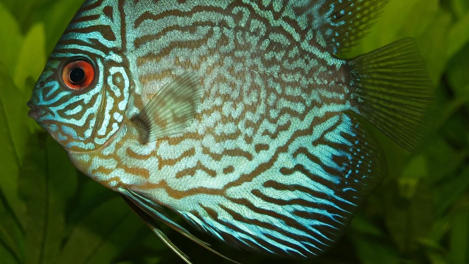 Sympatric Speciation: Definition and Examples