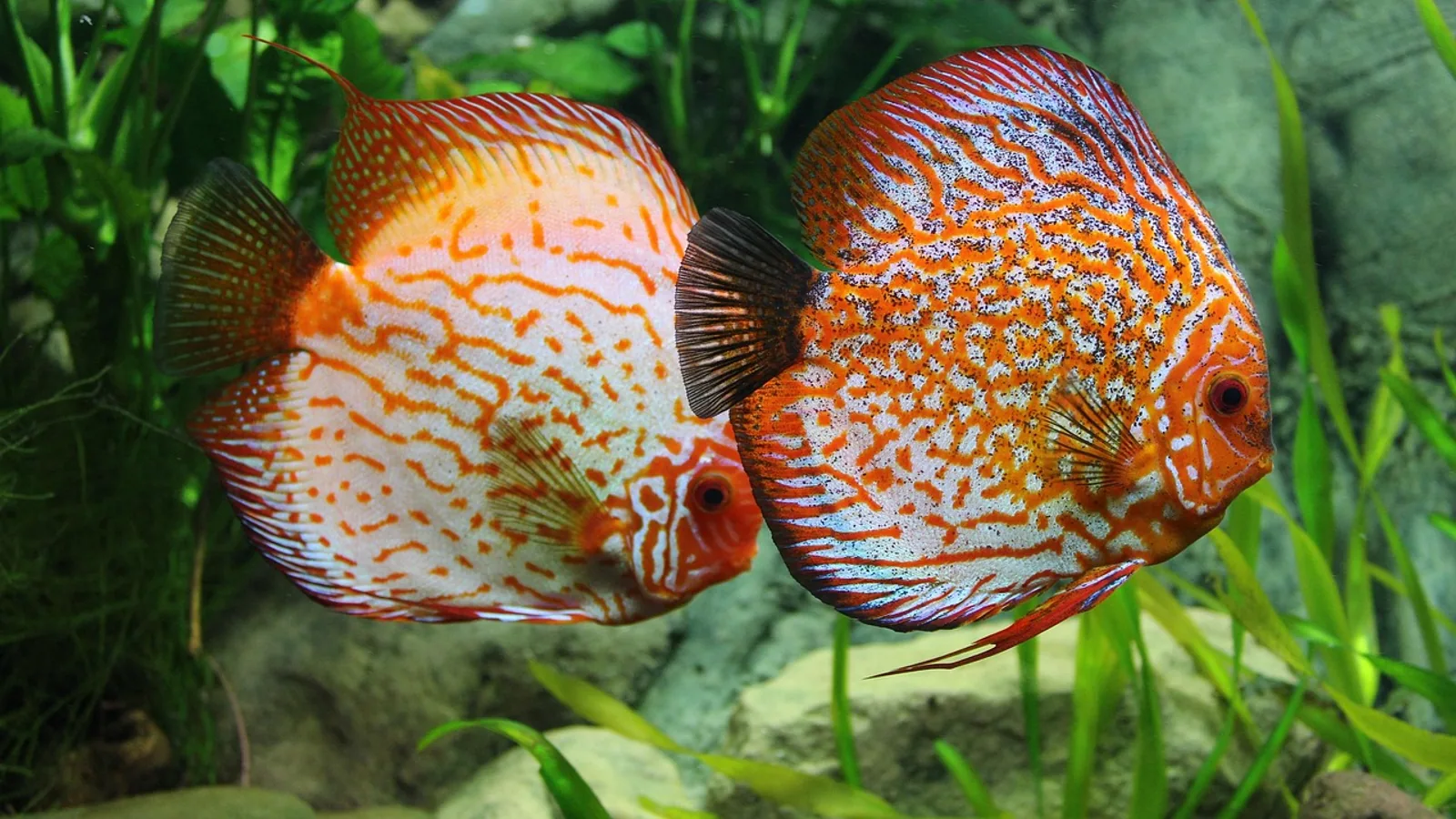 Freshwater Aquarium Fish: Best Species and Care Guide