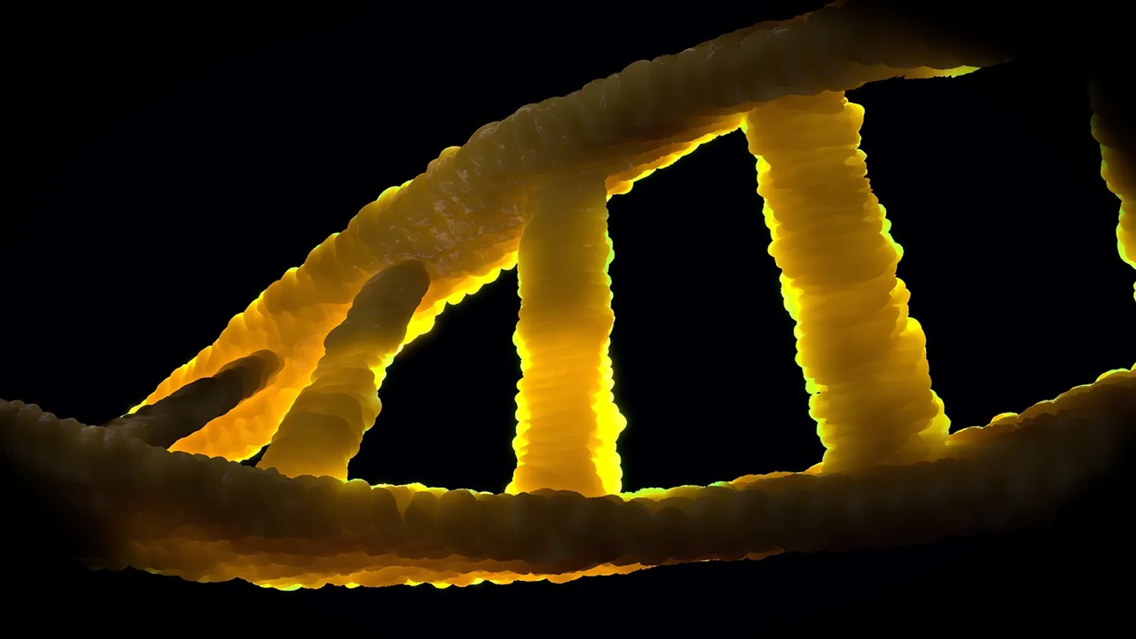 What Is a Homologous Chromosome? Definition and Pairing