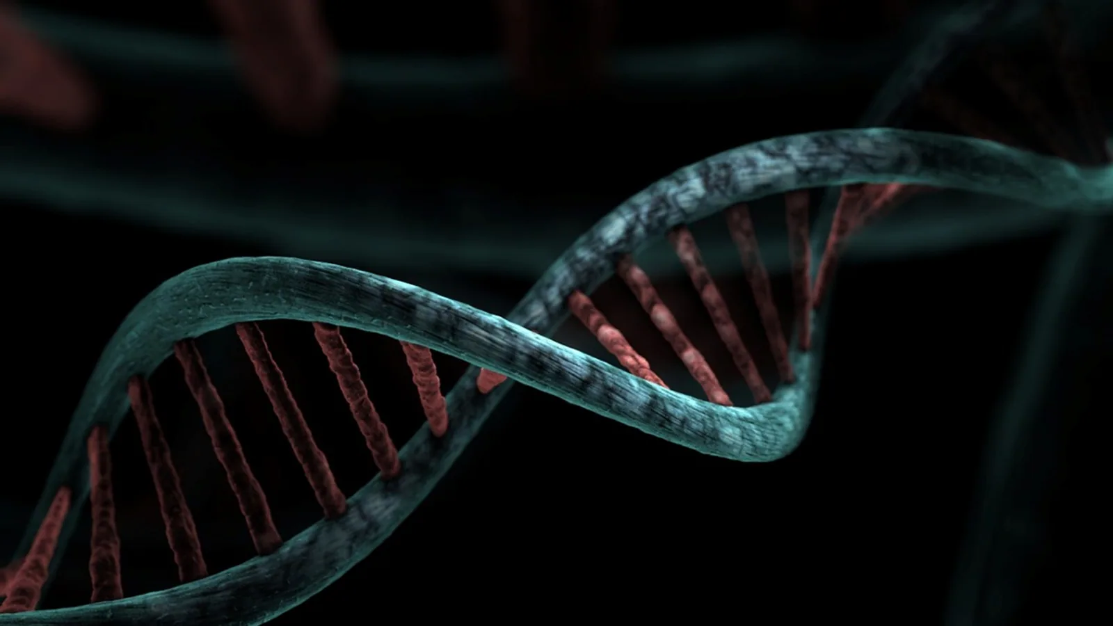 c-Myc Gene: Function, Regulation, and Cancer Role