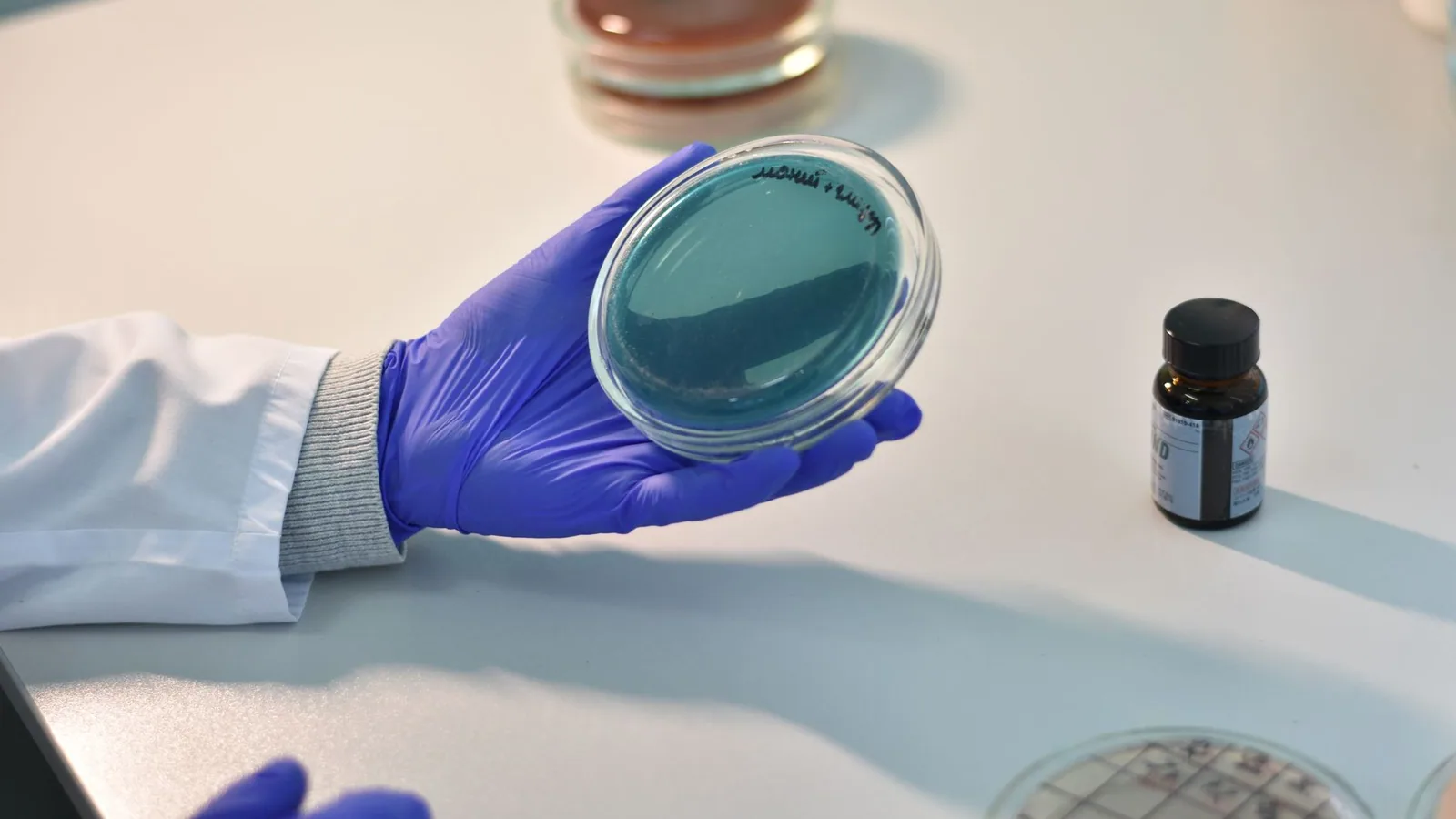 Scientist examines petri dish samples in a laboratory for research purposes