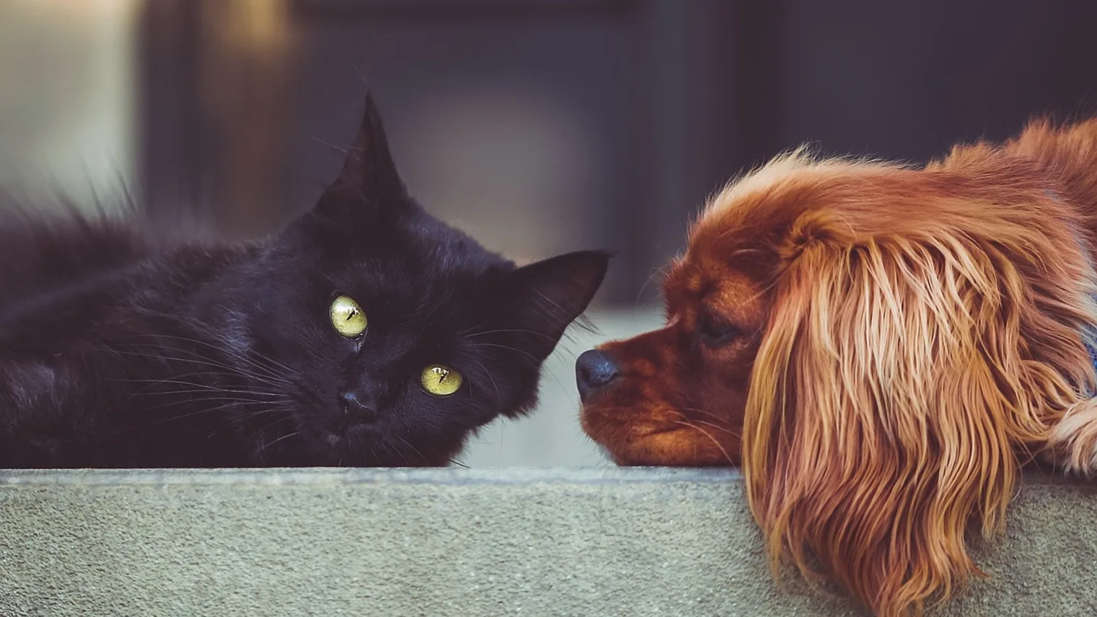 Liver Worm in Dogs and Cats: Signs and Treatment
