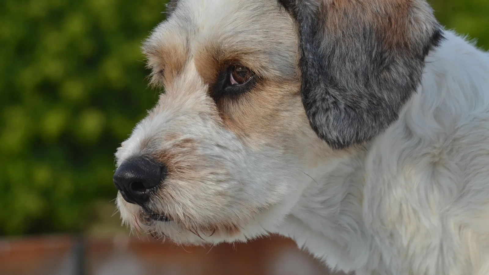 Meloxicam for Dogs: Dose, Uses, and Warnings