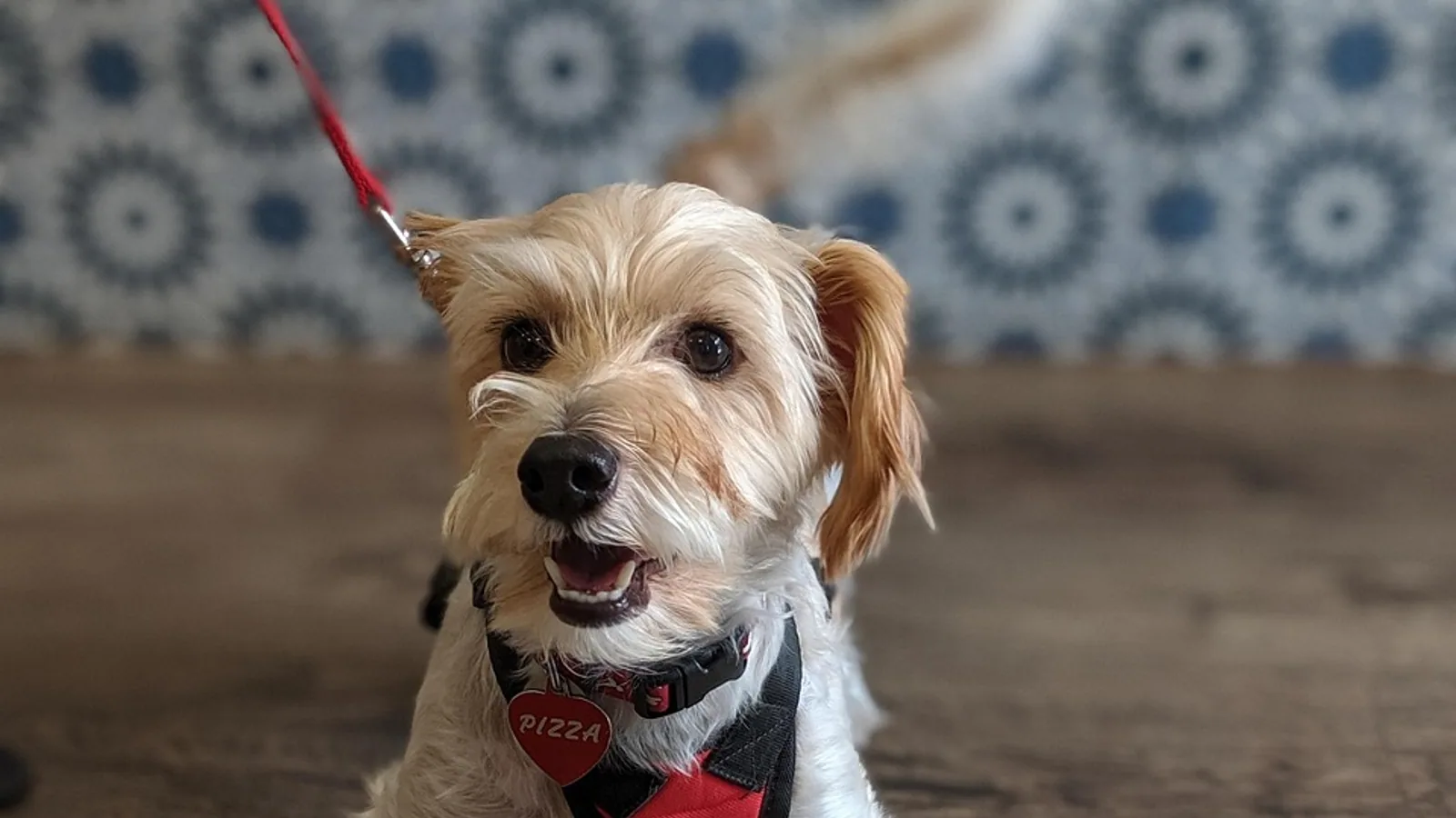 Pepcid for Dogs: Dosage, Uses, and Safety Guide