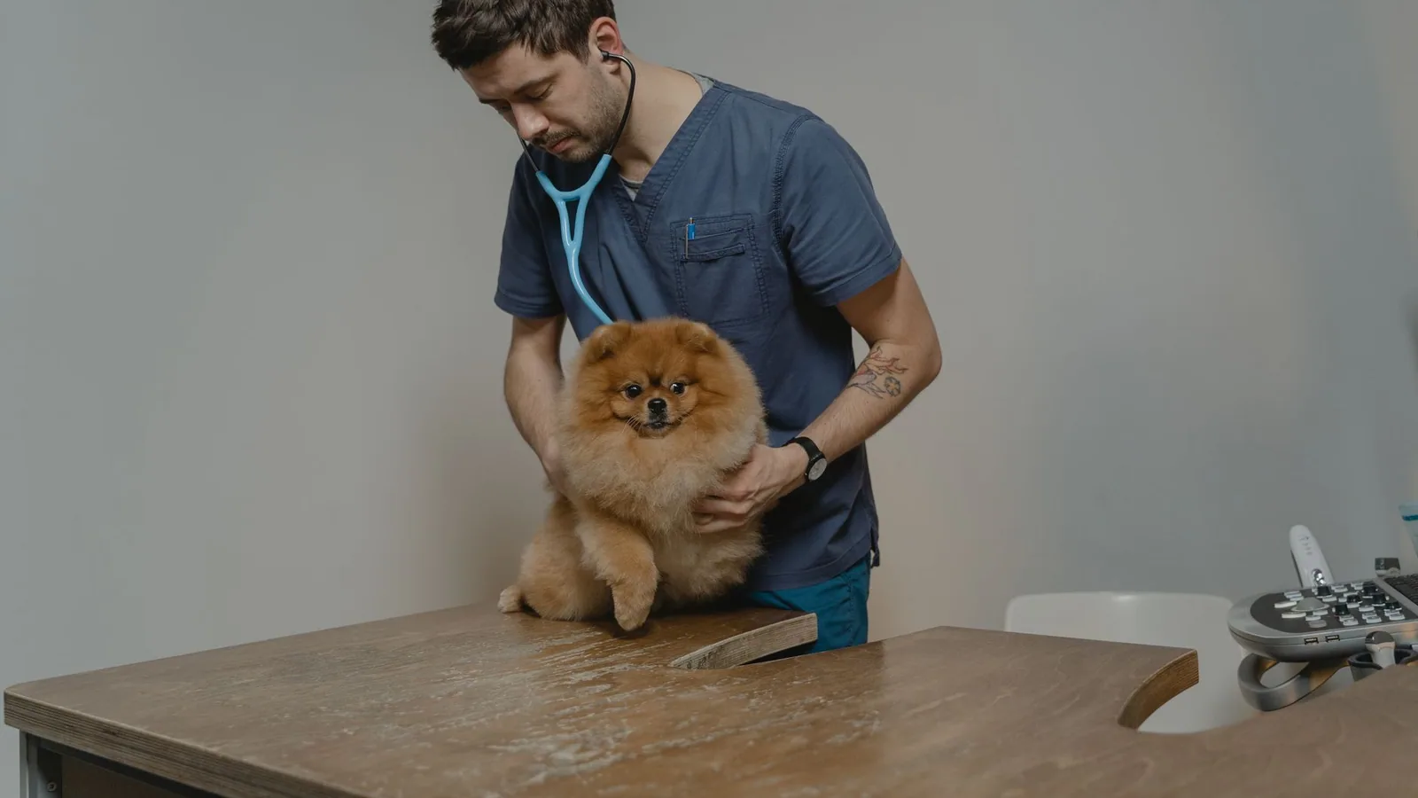 A veterinarian checks a Pomeranian dog using a stethoscope in a clinic setting