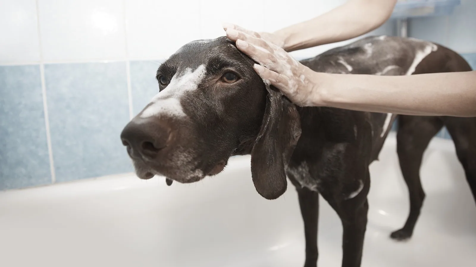 Hydrogen Peroxide for Skunk Smell on Pets