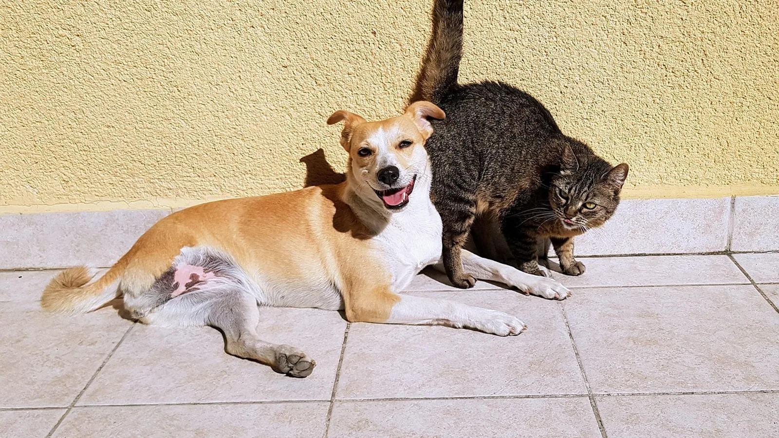 Lung Contusion in Dogs and Cats: Vet Guide