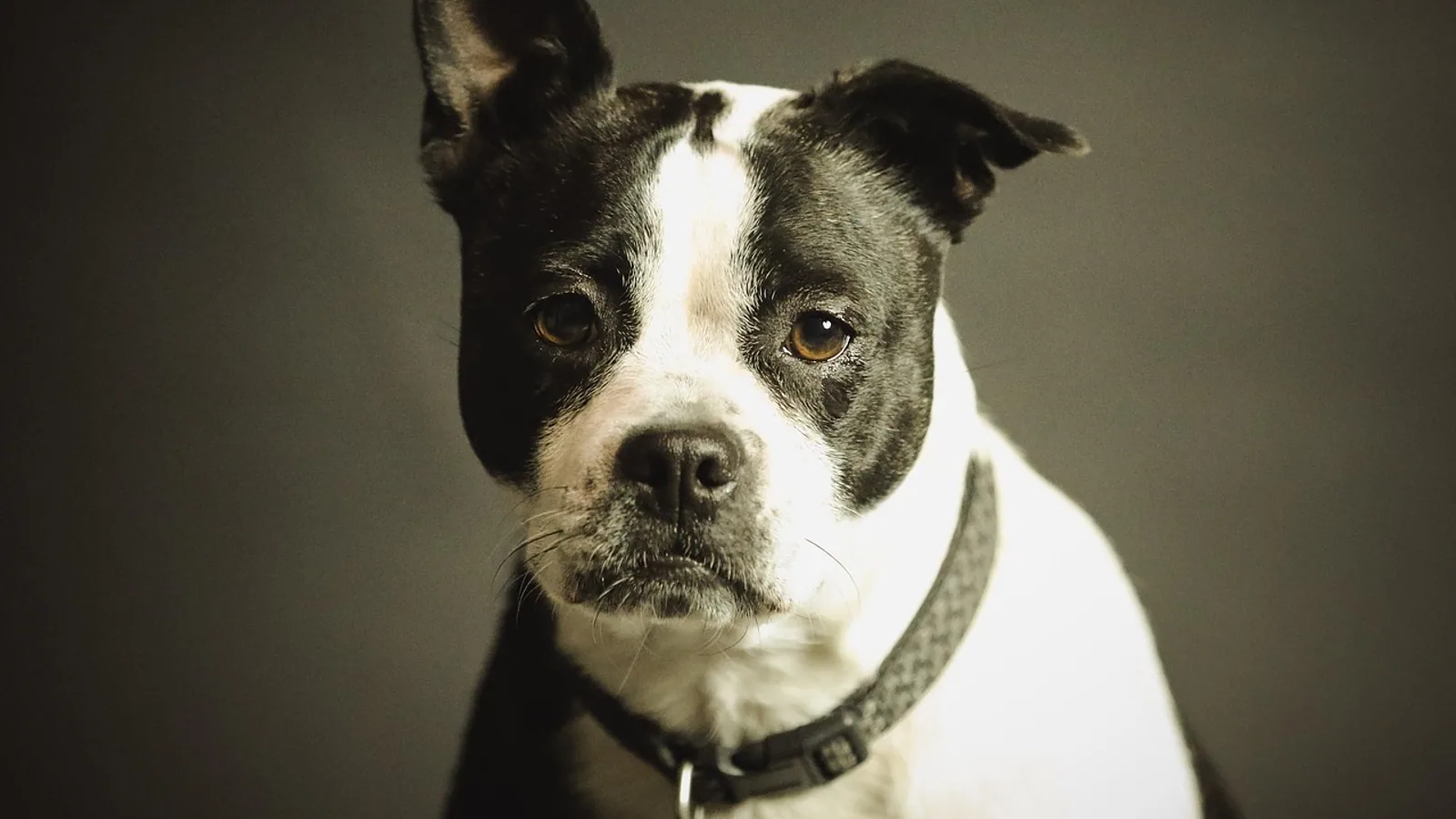 Librela for Dogs: The Monthly Arthritis Injection Explained