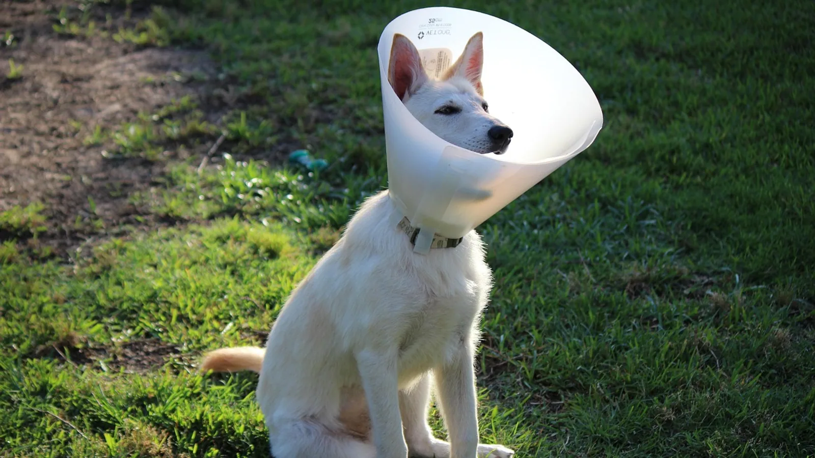 Dog Cone Guide: How Long to Wear It, Fit, and Alternatives