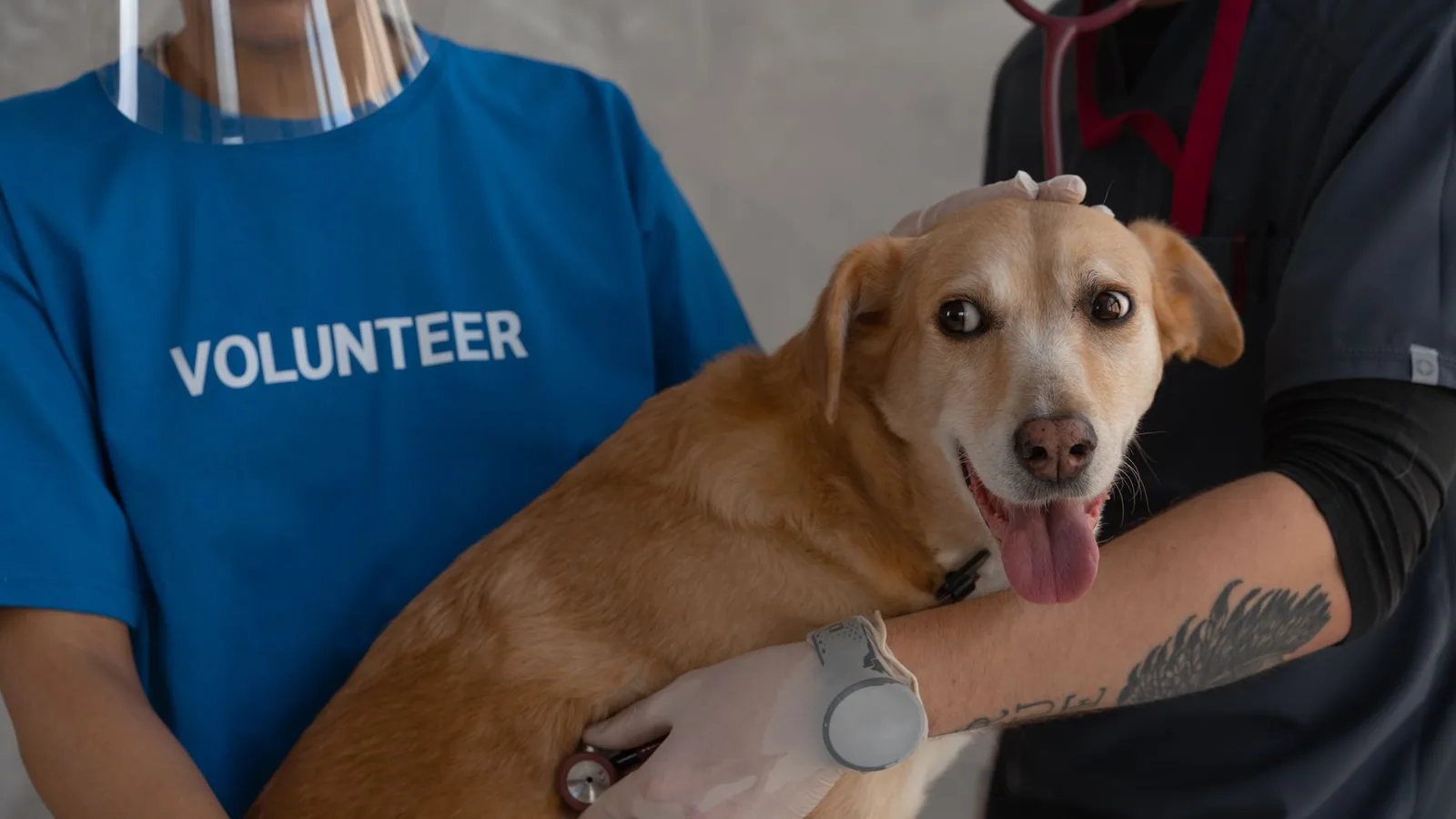A veterinarian and volunteer examine a happy dog with a stethoscope