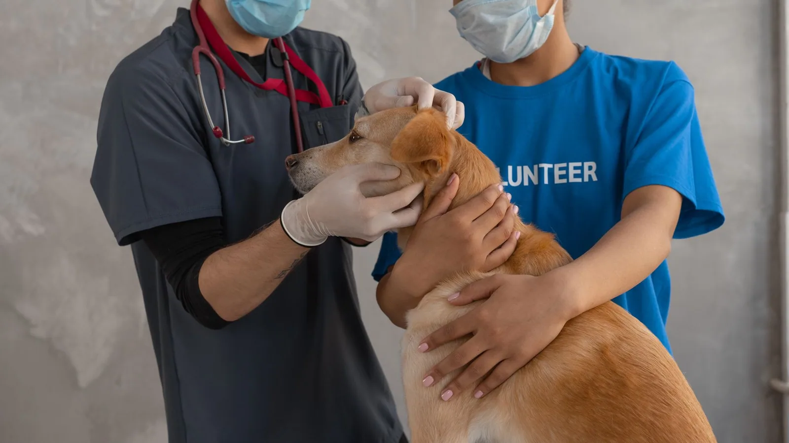 A veterinarian and volunteer perform a health check on a dog at a clinic