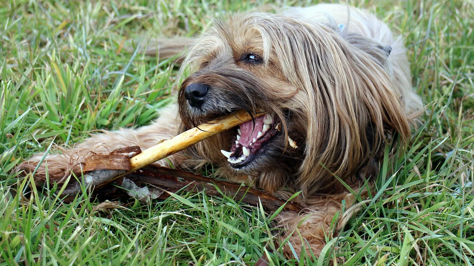 Gum Hyperplasia in Dogs and Cats: Causes and Care