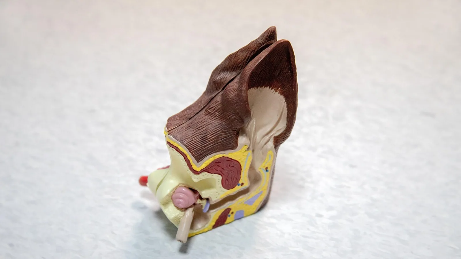 Tympanic Ear: Eardrum, Ear Bones, and How Hearing Works