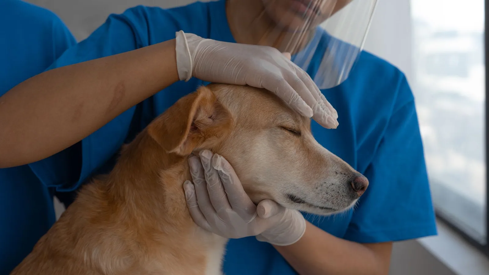 Veterinarian gently examining a spaniel-sized dog's ear in a clinic
