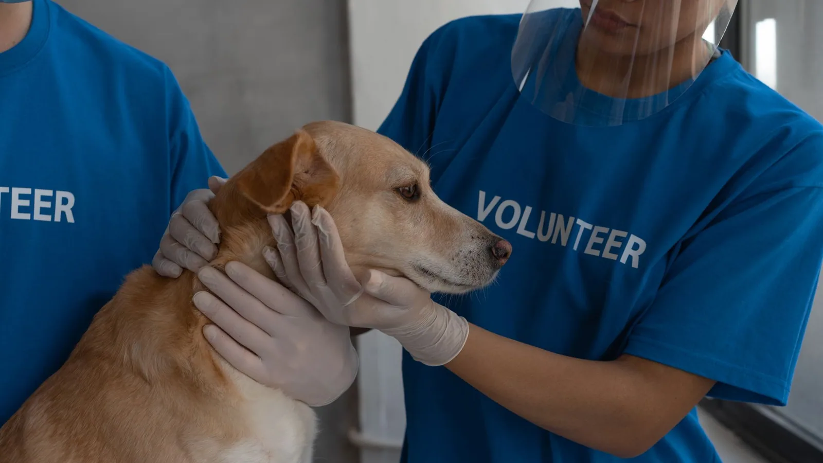 Volunteers in protective gear providing medical care to a dog at a vet clinic