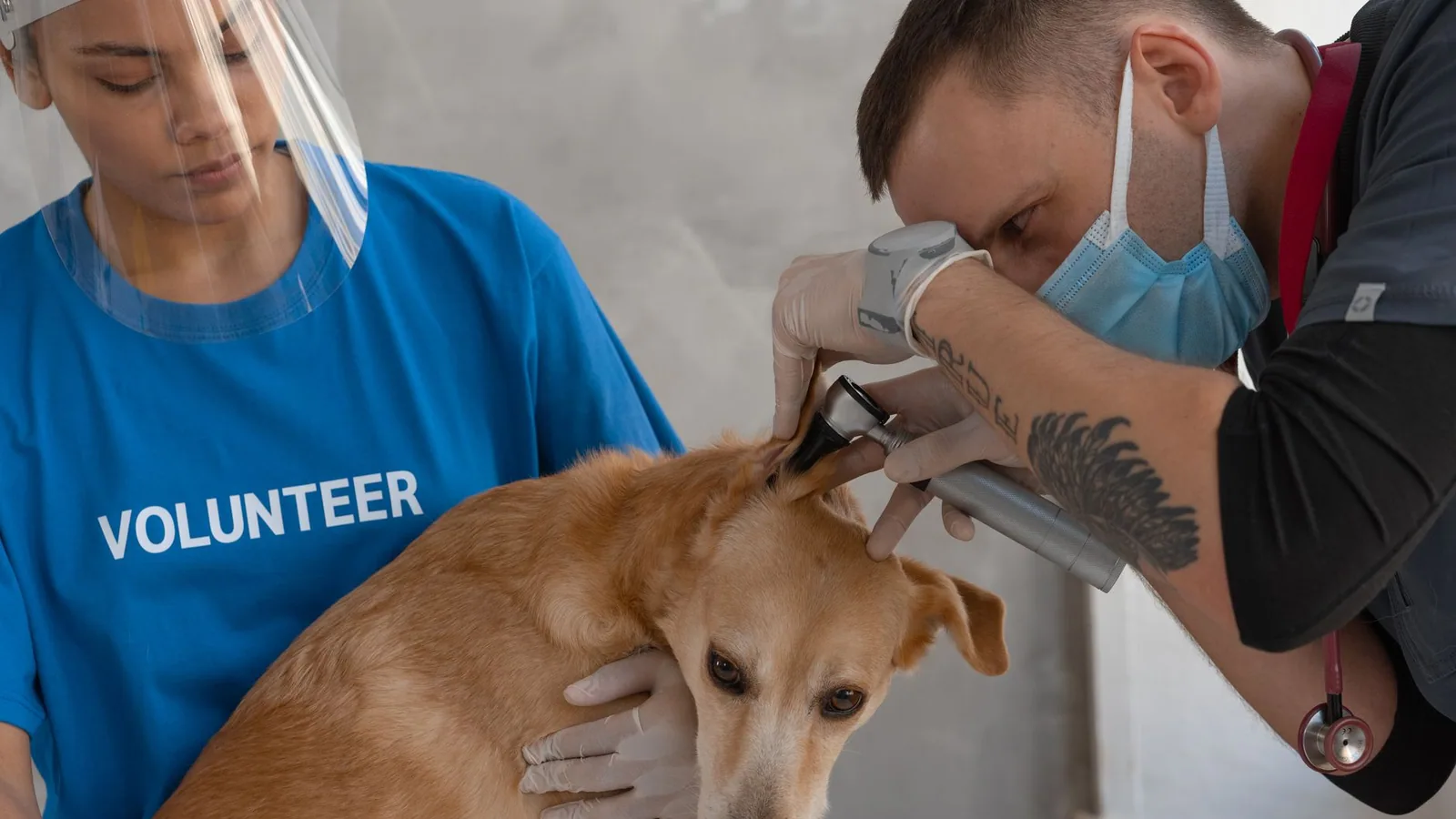 Vet performs checkup on dog with help from volunteer assistant indoors